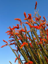 Load image into Gallery viewer, Blooming Ocotillo 8x10 photo print
