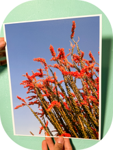 Load image into Gallery viewer, Blooming Ocotillo 8x10 photo print
