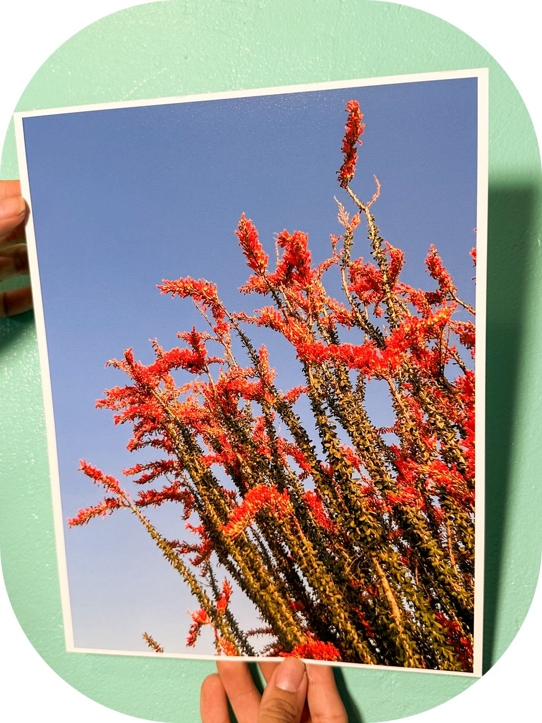 Blooming Ocotillo 8x10 photo print