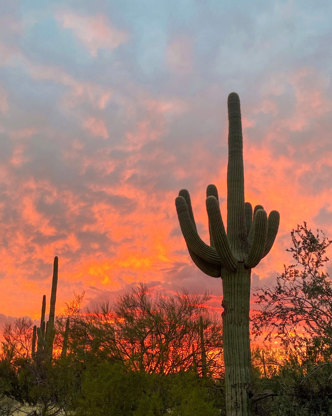 Desert Sunset Greeting Card