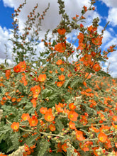 Load image into Gallery viewer, Globemallow seeds - mixed colors
