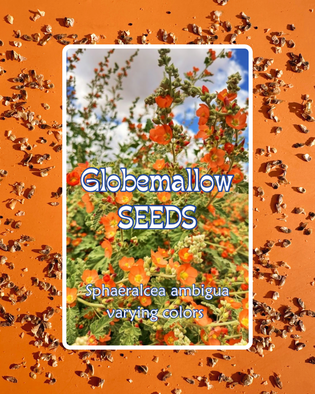 Globemallow seeds - mixed colors